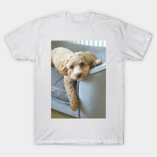 It's a Maltipoo Thing... T-Shirt